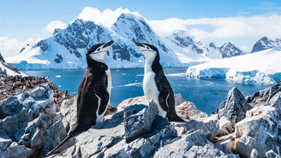 Pingüinos Antártida